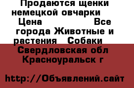 Продаются щенки немецкой овчарки!!! › Цена ­ 6000-8000 - Все города Животные и растения » Собаки   . Свердловская обл.,Красноуральск г.